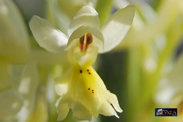 particolare di orchis dactylorhiza sambucina.JPG